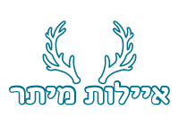 איילות מיתר